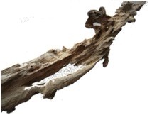 Insect  infected Agarwood